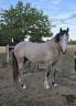 Intero PFS Pony Francese da Sella In vendita 2022 Grigio ,  IDIVADAHO DE BLONDE PFSS
