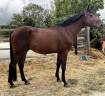 Castrone Sella Francese In vendita 2022 Baio ,  Chacoon Blue