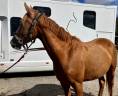 Cavalla PFS Pony Francese da Sella In vendita 2023 Sauro