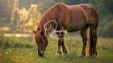 Propriet&agrave; equestre In vendita 