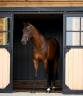Castrone KWPN Cavallo da Sport Neerlandese In vendita 2017 Baio ,  Expression