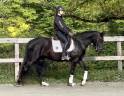 Cavalla Lusitano In vendita 2022 Nero ,  Violino do retiro