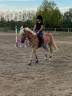 vendita cavallo da scuola 