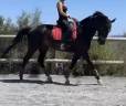 Cavalla sBs Cavallo da Sport Belgio In vendita 2018 Nero ,  GENESIS DU ROUTY
