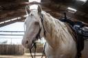 Castrone Quarter Horse In vendita 2021 Cremello ,  AR ROCK STAR