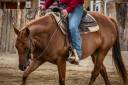 Cavalla Quarter Horse In vendita 2021 Sauro ,  AR ROCK STAR