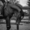 Castrone Paint Horse In vendita 2023 Baio ,  FOREST DU TR
