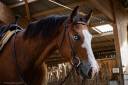 Castrone Quarter Horse In vendita 2024 Baio ,  MAGIC BLACK ANTINORI