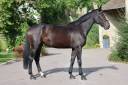 Cavalla Sella Francese In vendita 2021 Baio ,  Prinz Clintus