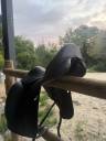 Sella da dressage Equipe  17.5" - 2022