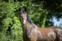 Castrone PFS Pony Francese da Sella In vendita 2023 Grigio ,  Jarnac de la Duche