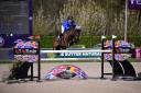Castrone PFS Pony Francese da Sella Noleggio 2016 Baio