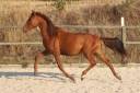 Puledro PRE Andaluso In vendita 2024 Sauro ,  GUAPO DE LA COMBE