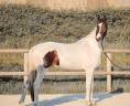 Cavalla KWPN Cavallo da Sport Neerlandese In vendita 2023 Tobiano ,  FOR FERRERO