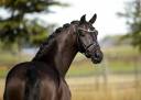 Castrone KWPN Cavallo da Sport Neerlandese In vendita 2020 Nero ,  GOVERNOR