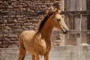 Puledra Lusitano In vendita 2026 Isabella ,  QUASIDE