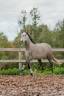 Cavalla Lusitano In vendita 2020 Grigio ,  JASMIN PLUS