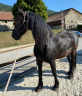 Castrone Frisone In vendita 2014 Nero