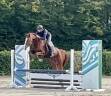 Castrone BWP Cavallo da Sangue Belgio In vendita 2019 Sauro