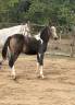 Cavalla PFS Pony Francese da Sella In vendita 2026 Pezzato