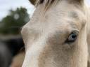 Intero PFS Pony Francese da Sella In vendita 2025 Pezzato