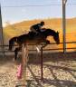 Castrone sBs Cavallo da Sport Belgio In vendita 2018 Baio ,  TOULON