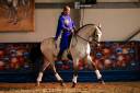 Castrone Lusitano In vendita 2017 Isabella ,  HABLADOR