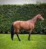 Vendesi cavallo KWPN