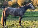 Cavalla Zangersheide In vendita 2023 Grigio ,  Cornet du Lys
