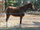 Castrone Appaloosa In vendita 2009 Baio ,  Aladin (1/2 Curly)