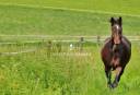 Centro di stagione cavallo In vendita Yvelines