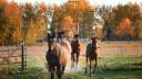 Centro di stagione cavallo In vendita Yvelines