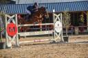 Castrone PFS Pony Francese da Sella Noleggio 2014 Sauro ,  Very nice de l'aumont