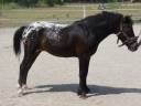 Stallone Curly In vendita 2011 Appaloosa