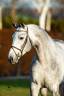 Mumbai - BWP Cavallo da Sangue Belgio 2012 ,  DIAMANT DE SEMILLY