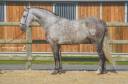 Castrone PRE Andaluso In vendita 2018 Grigio