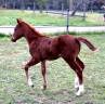 Puledro Quarter Horse In vendita 2021 Sorrel ,  GUNNS N ROZES