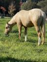 Puledro Appaloosa In vendita 2020 Palomino ,  BOGIEPLATED JAC (ApHC)