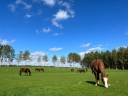 CavaLibre 