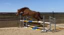 Castrone KWPN Cavallo da Sport Neerlandese In vendita 2021 Sauro