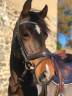 Castrone PFS Pony Francese da Sella In vendita 2013 Baio ,  NINIO DE ROX