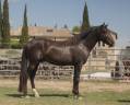Intero PRE Andaluso In vendita 2018 Nero ,  ZALAMERO XL (ES)