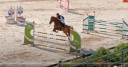 Cavalla Sella Francese In vendita 2018 Sauro ,  heritage fortunus