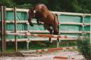 Najisco d'haryns  - PFS Pony Francese da Sella 2001 ,  LINARO SL