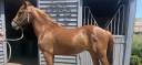 Stallone PFS Pony Francese da Sella In vendita 2021 Sauro