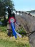 Intero Altre Razze di Pony In vendita 2010 Grigio ,  FURZLEY FOX TROT