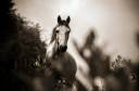 Bella dimora equestre In vendita Bouches-du-Rhône