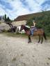 Castrone Paint Horse In vendita 2013 Baio scuro ,  FAIR BO REGARD