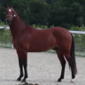Castrone PFS Pony Francese da Sella In vendita 2021 Baio ,  O Ma Doué Kersidal