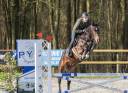 Castrone sBs Cavallo da Sport Belgio In vendita 2020 Sauro brulé ,  korado de baudignies